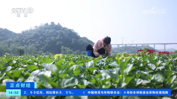 非常谋略 蔬菜供应基础扎实 全国蔬菜价格下降